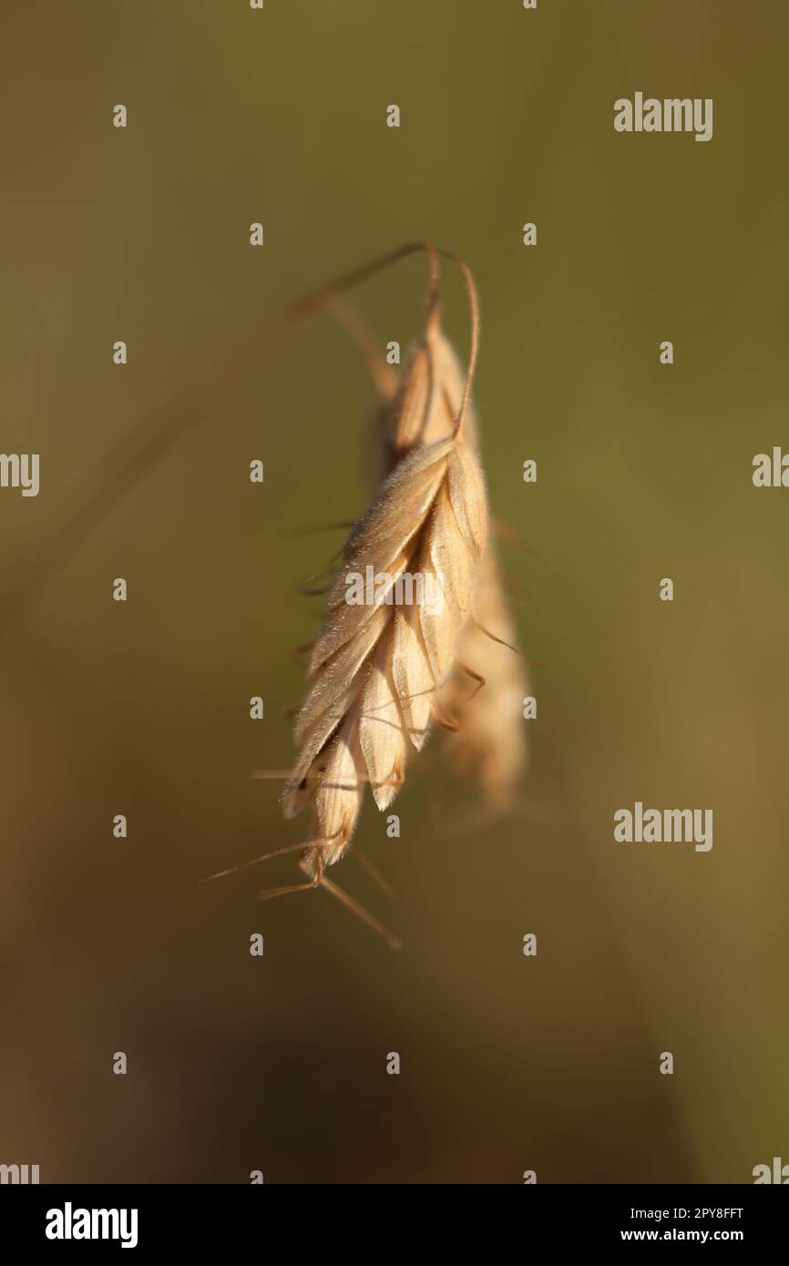 Primo piano di grano maturo spike concetto foto Foto Stock