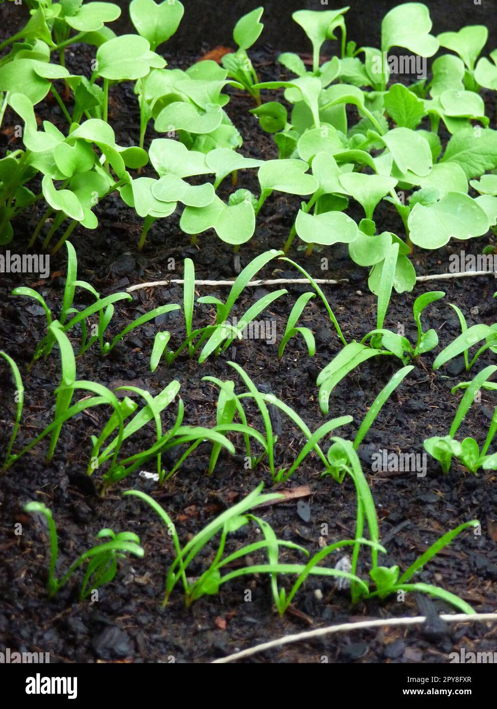 Giovani piante Foto Stock