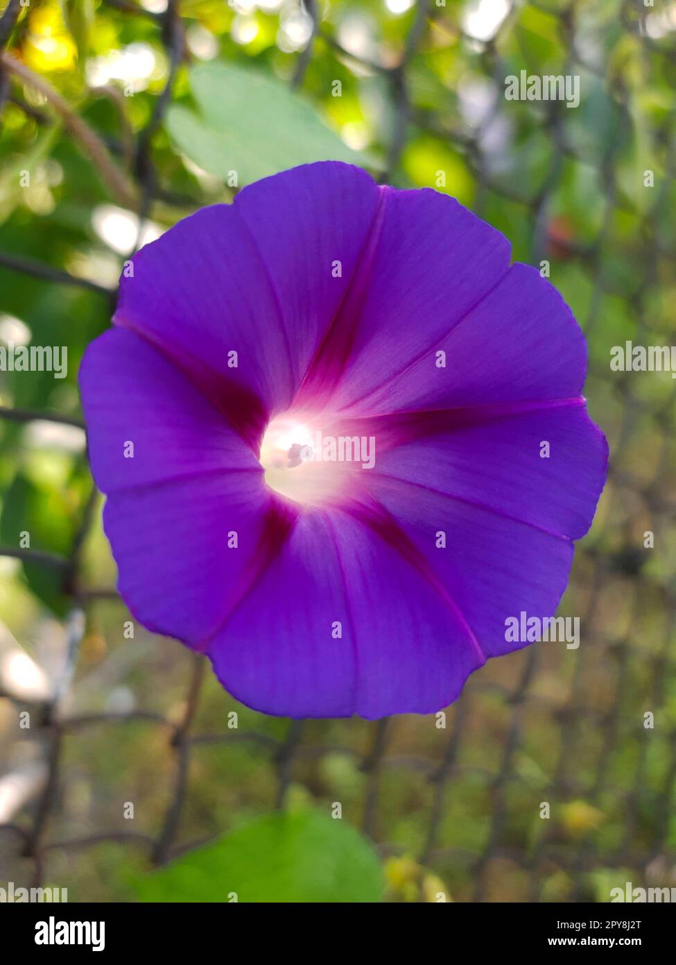Fiore di Ipomoea da vicino Foto Stock