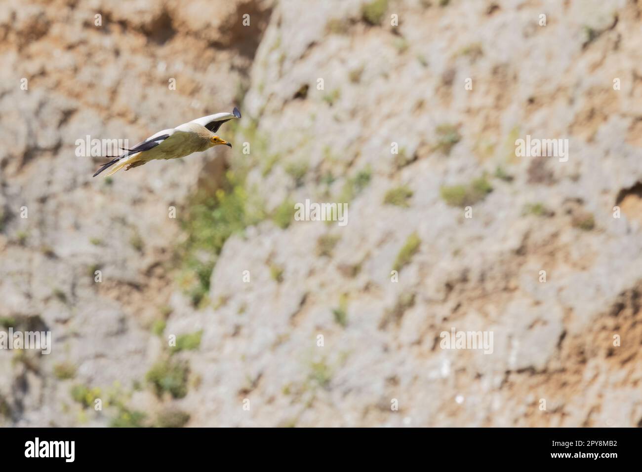 Il avvoltoio egiziano (Neophron percnopterus), avvoltoio bianco e nero, con coda lunga e appuntita. Sicilia, Italia. Foto Stock