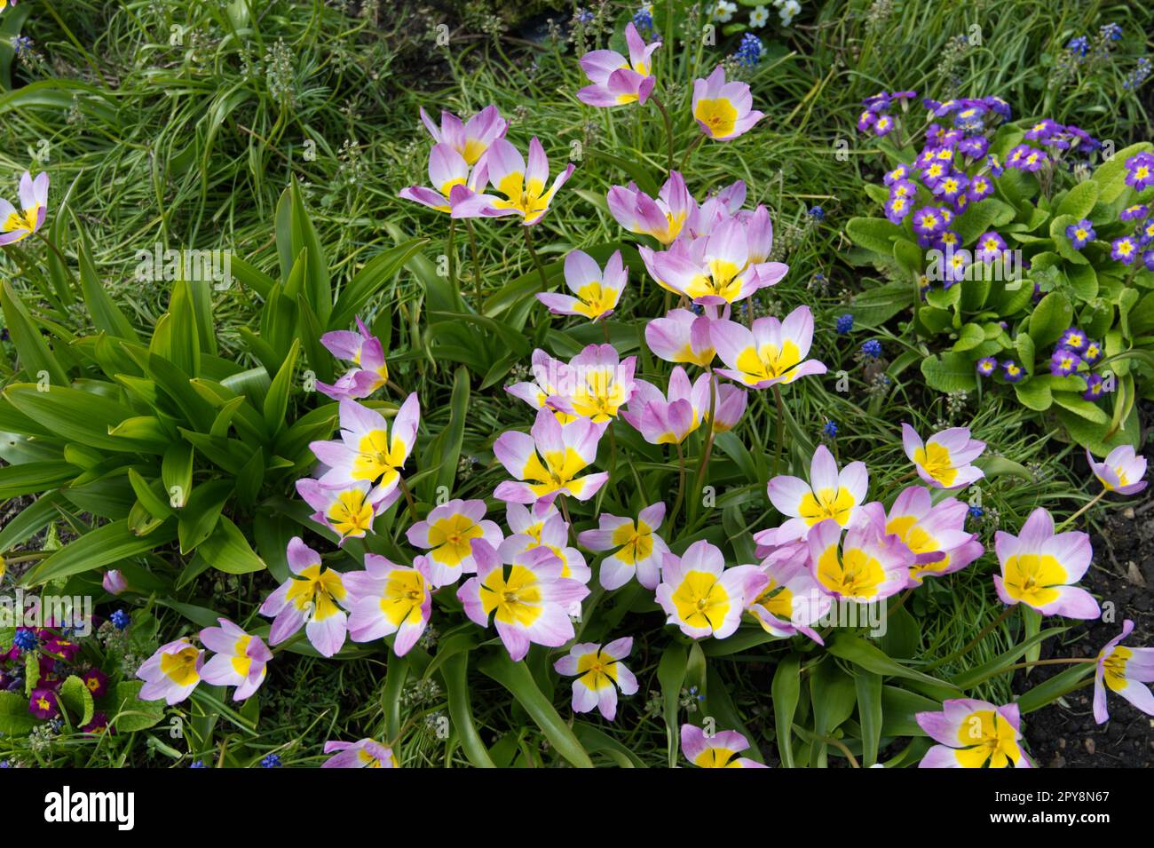 Giardino primaverile con primule miste, fogliame colchicum e fiori primaverili rosa e giallo di Tulip bakeri Lilac Wonder nel giardino britannico di aprile Foto Stock