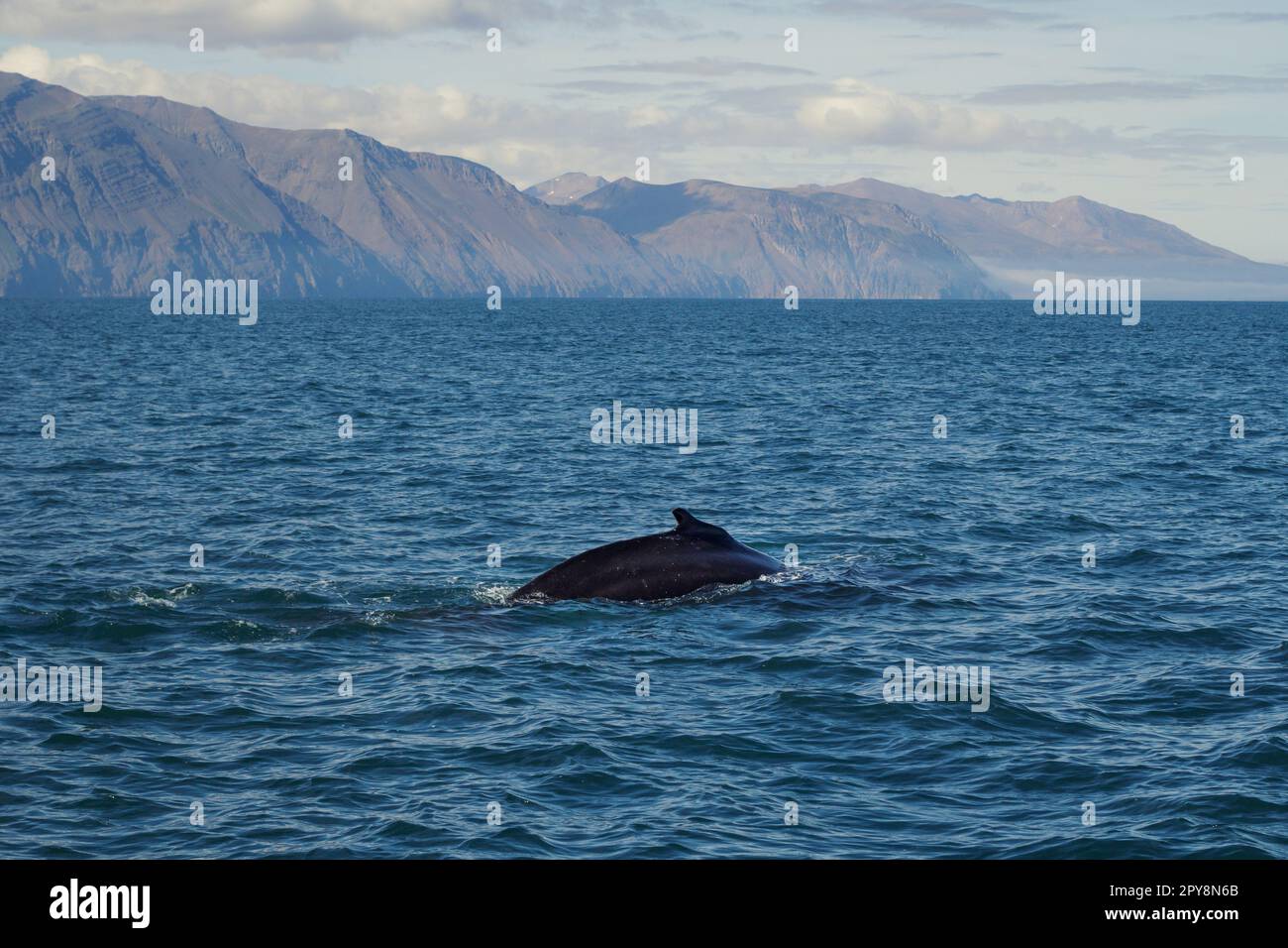 Pinna di balena assassino in mare paesaggio foto Foto Stock