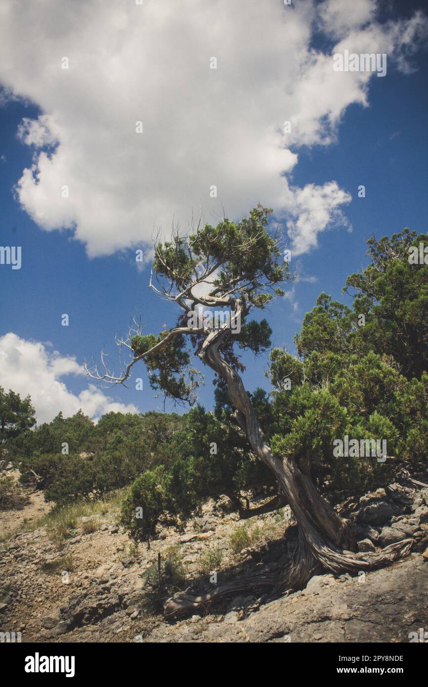 Abete sul pendio di montagna paesaggio foto Foto Stock