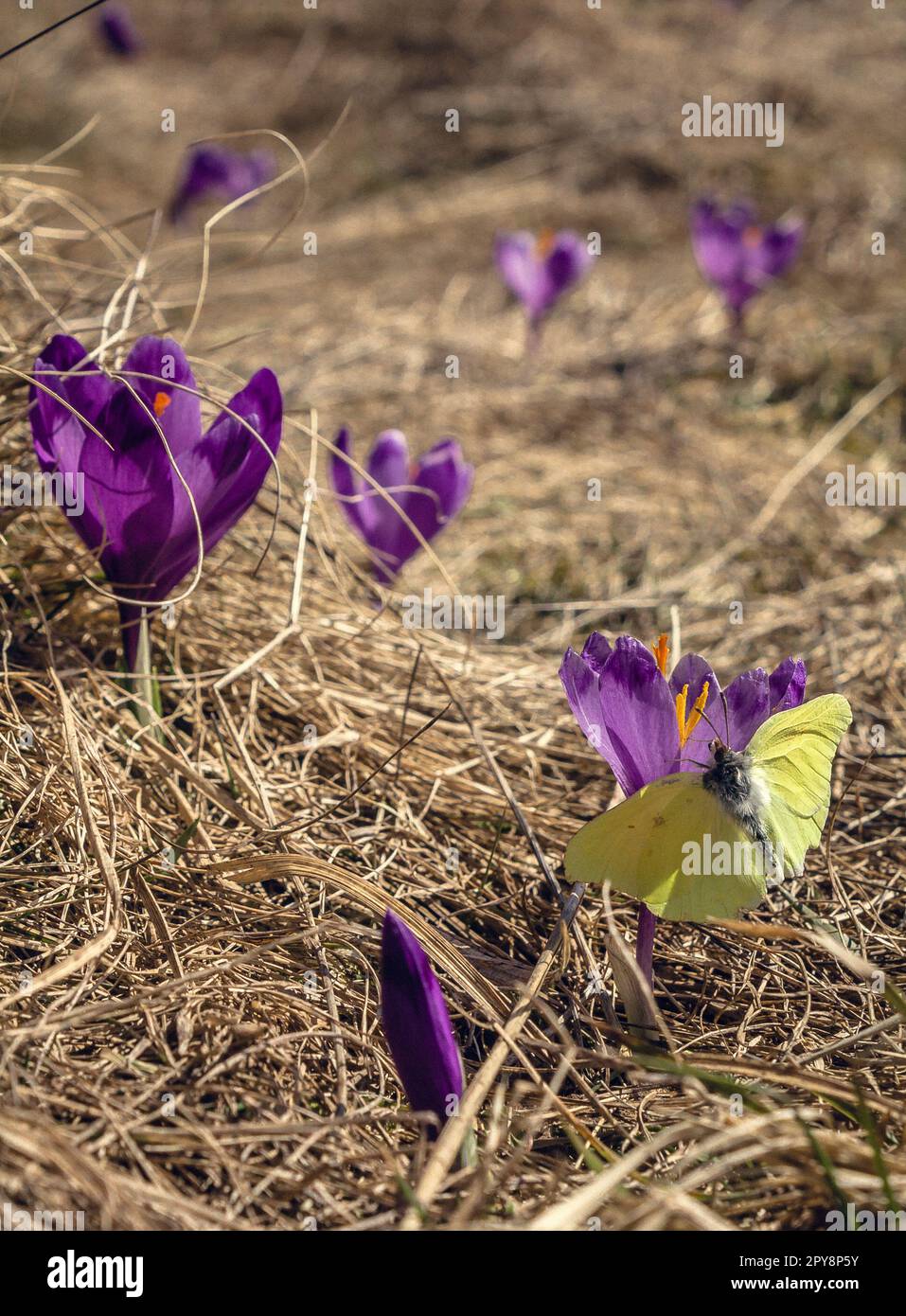 Primo piano farfalla che riposa sul croco in erba secca concetto foto Foto Stock