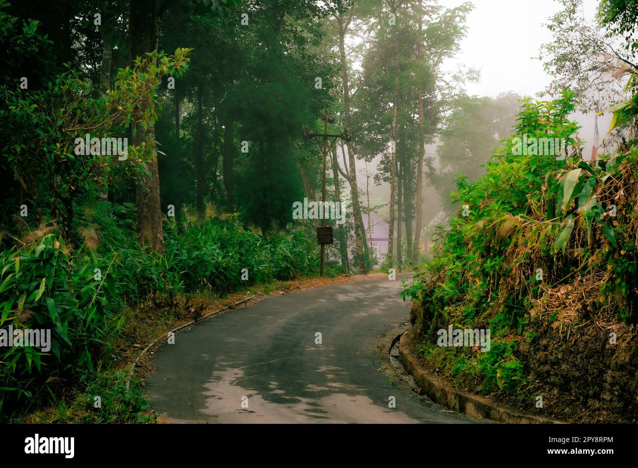 Una strada di montagna asfaltata che sale attraverso la foresta. Luce del sole al tramonto. Sfondo orizzontale. Tagda Mirik Darjeeling Bengala Occidentale India Asia meridionale Pacifico Foto Stock