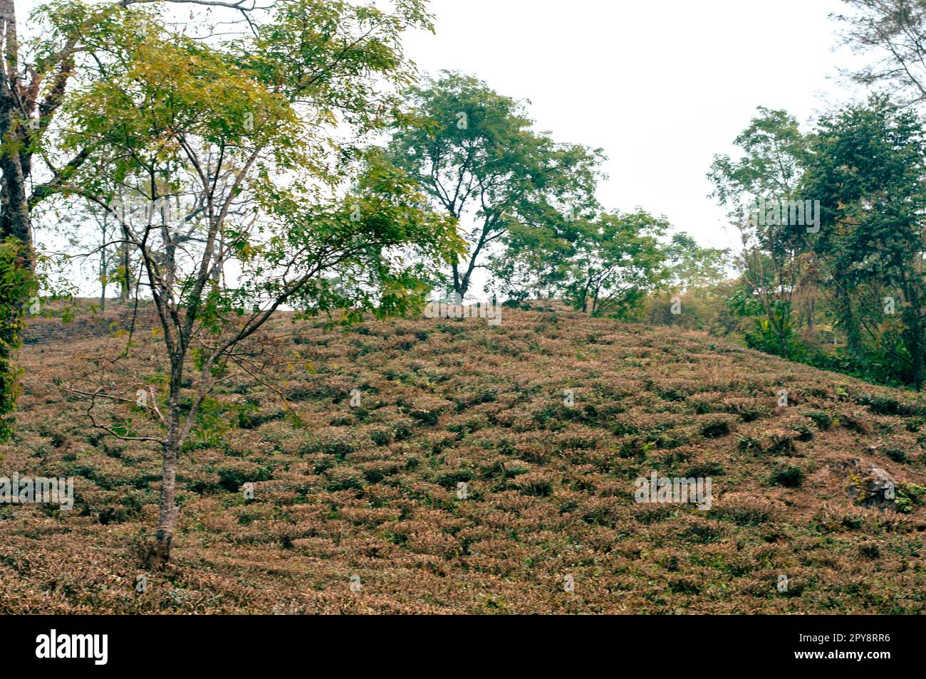 Giardino del tè paesaggio in collina pendio di montagna Darjeeling West Bengala India Sud Asia Pacifico Foto Stock