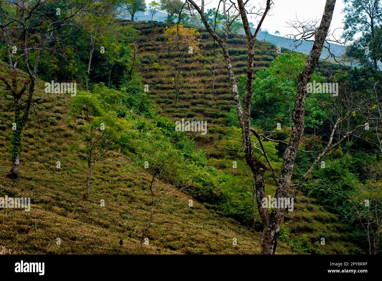 Giardino del tè paesaggio in collina pendio di montagna Darjeeling West Bengala India Sud Asia Pacifico Foto Stock