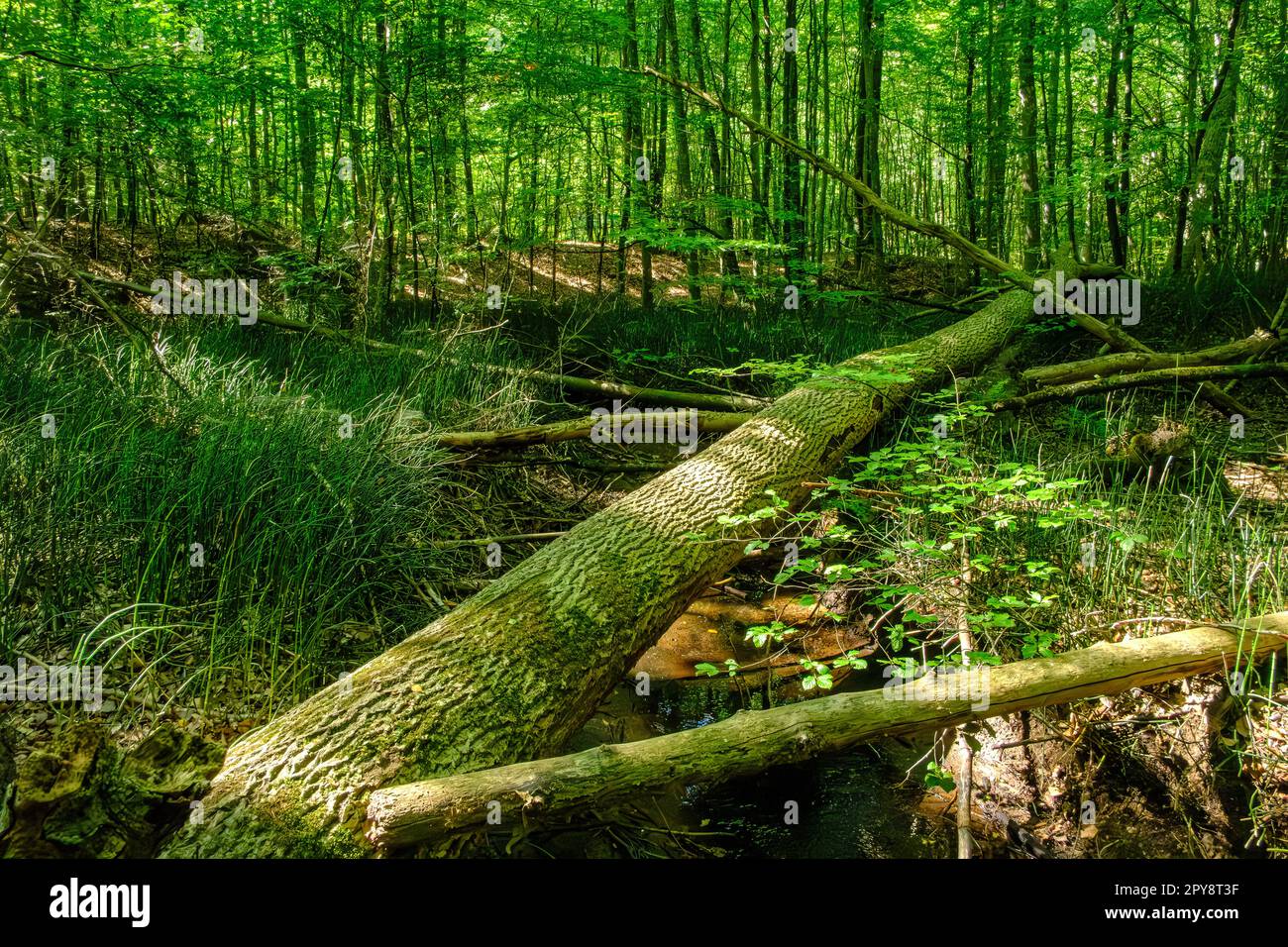 Treescape nella zona forestale di Almindingen sull'isola di Bornholm, Danimarca, Scandinavia, Europa. Foto Stock