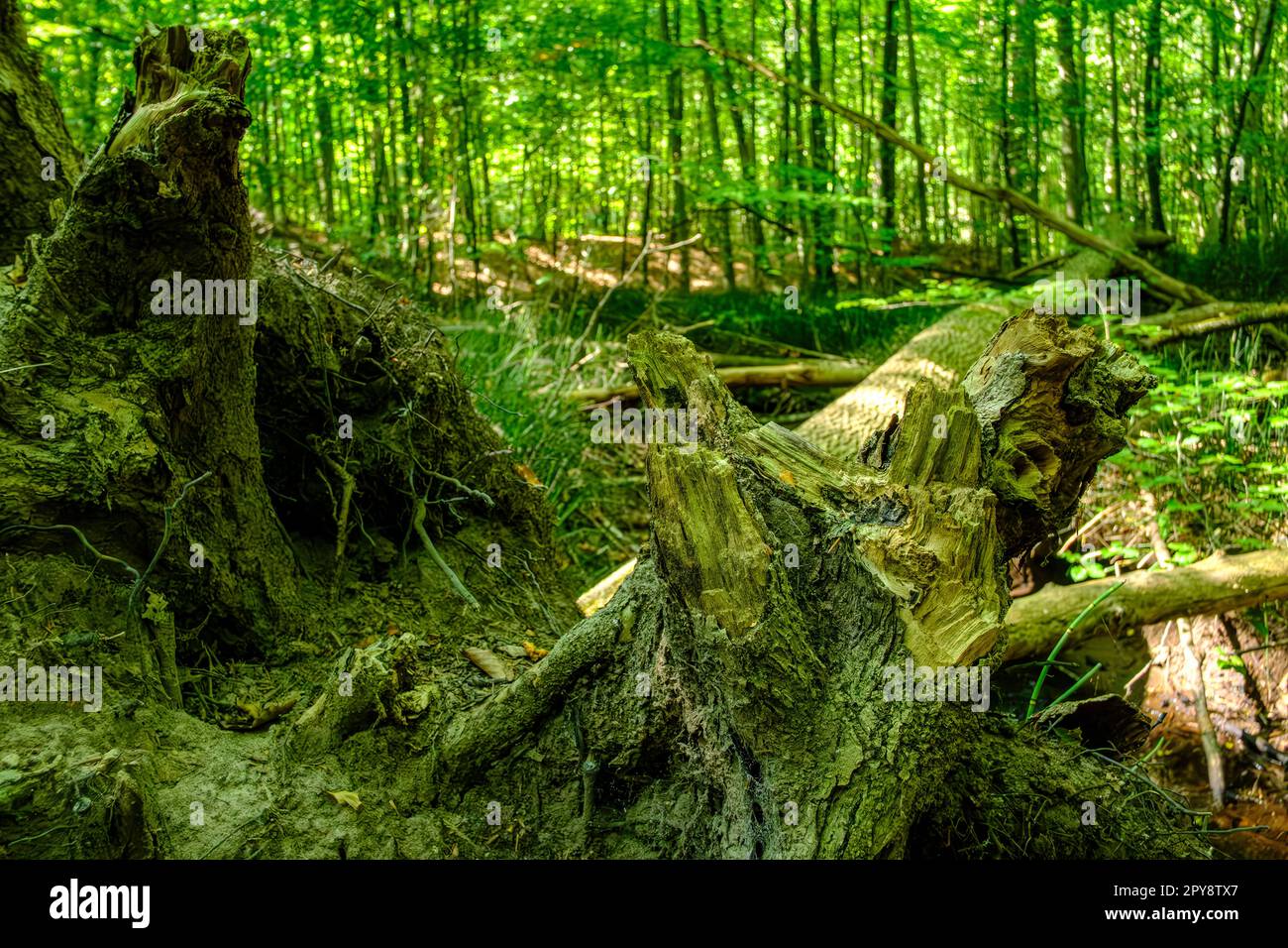 Treescape nella zona forestale di Almindingen sull'isola di Bornholm, Danimarca, Scandinavia, Europa. Foto Stock