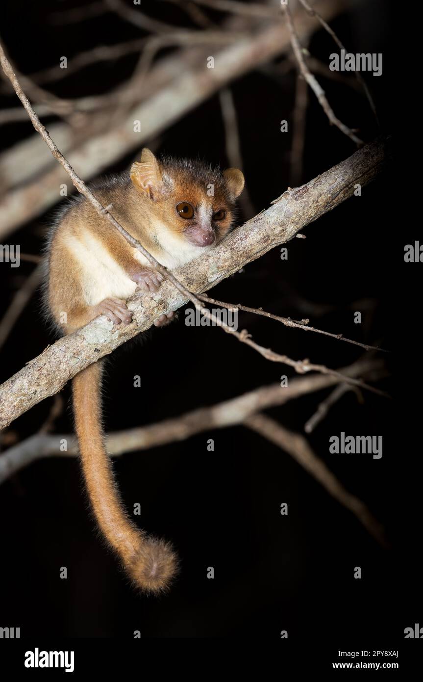Lemur di topo di Madame Berthe, Microcebus berthae, animale di fauna selvatica del Madagascar Foto Stock