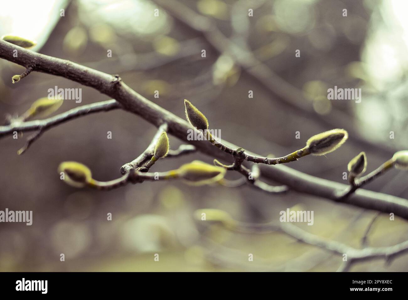 Primo piano piccoli germogli di foglie non sviluppate sul ramo dell'albero nella foto del concetto di primavera Foto Stock