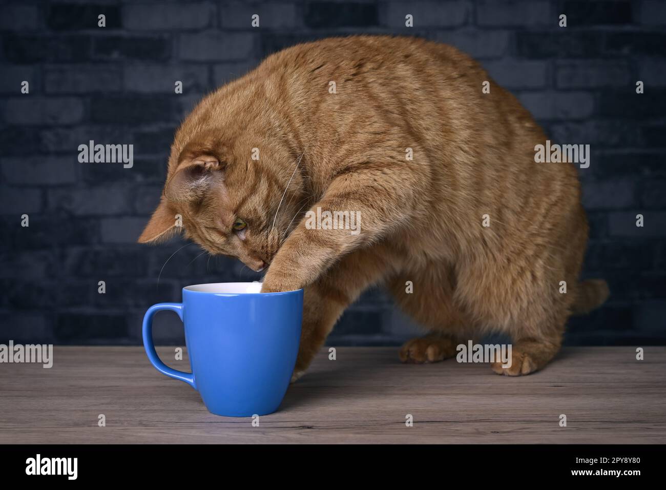 Il simpatico gatto rosso mette la zampa in una tazza di caffè sul tavolo. Foto Stock