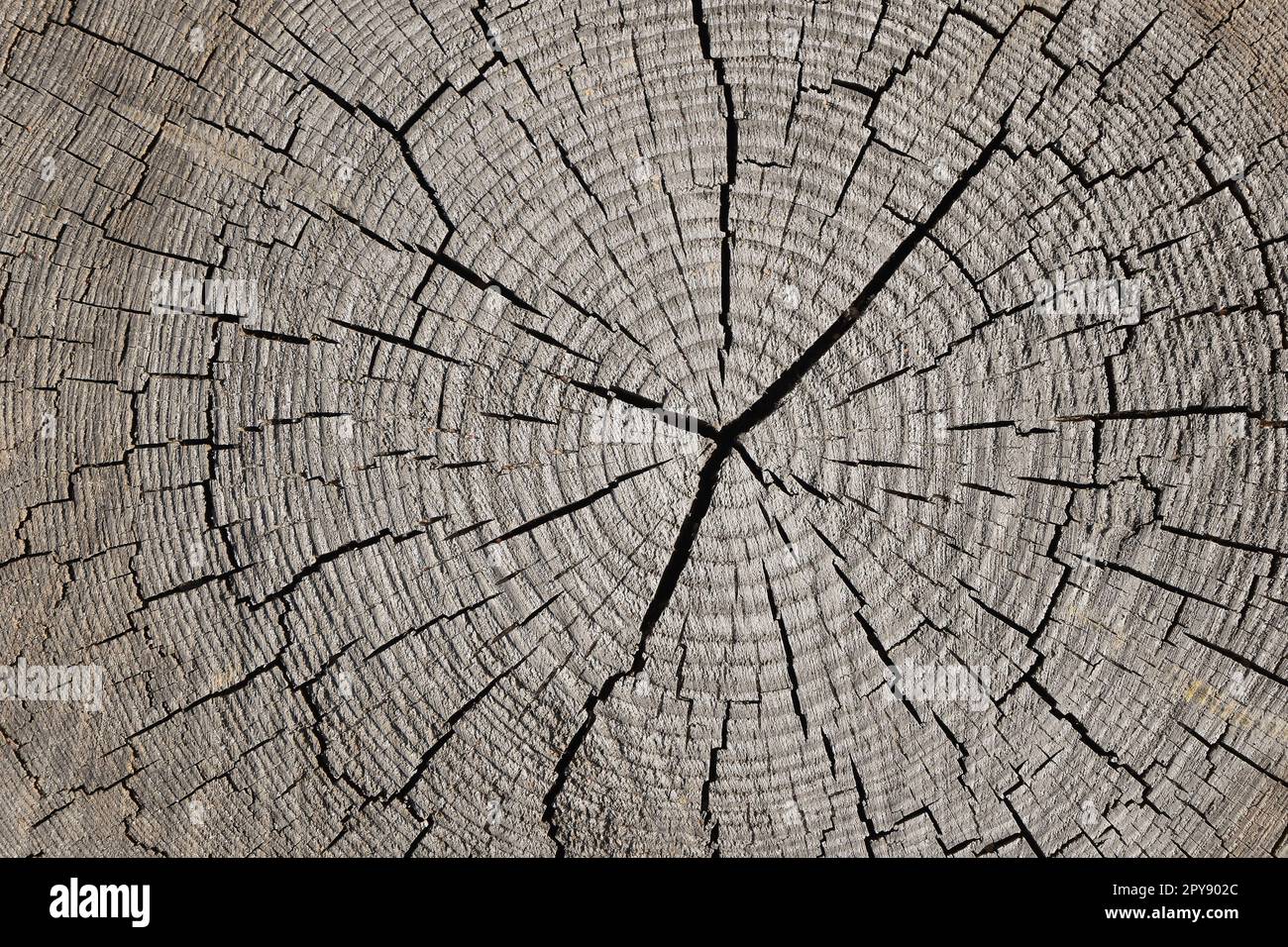 Sfondo della vecchia sezione trasversale del tronco dell'albero Foto Stock