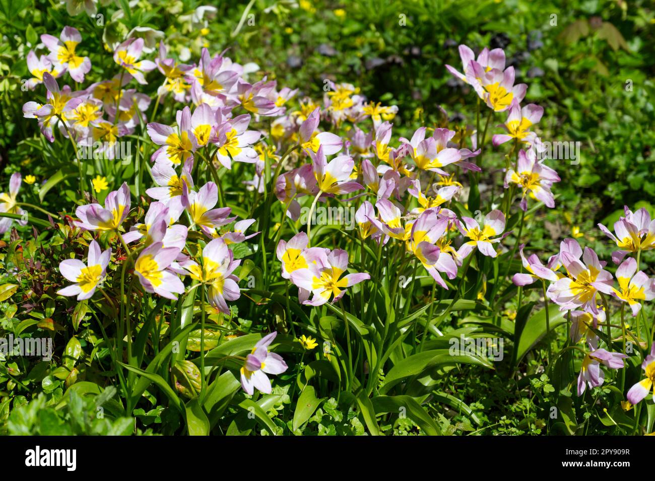 Fiori primaverili rosa e giallo di Tulip bakeri Lilac Wonder nel giardino del Regno Unito aprile Foto Stock