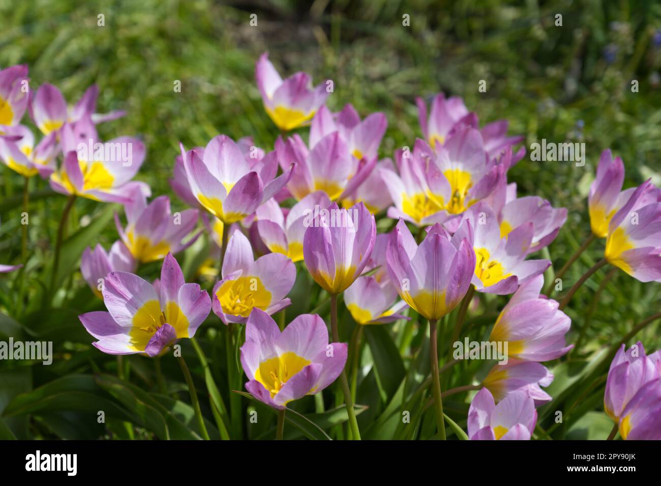 Fiori primaverili rosa e giallo di Tulip bakeri Lilac Wonder nel giardino del Regno Unito aprile Foto Stock