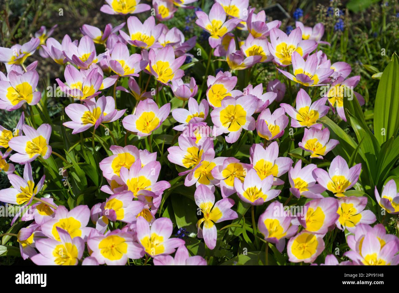 Fiori primaverili rosa e giallo di Tulip bakeri Lilac Wonder nel giardino del Regno Unito aprile Foto Stock