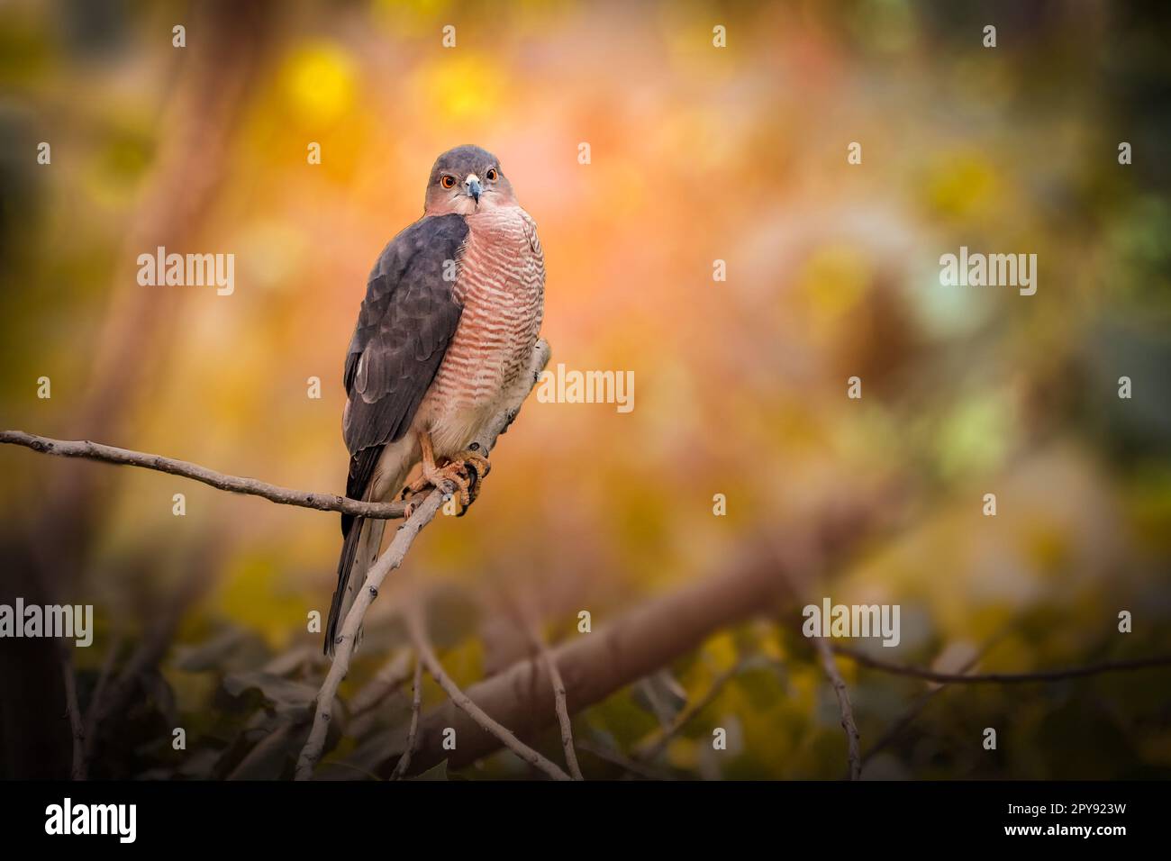 Coopers Hawk colorato nel Parco Foto Stock