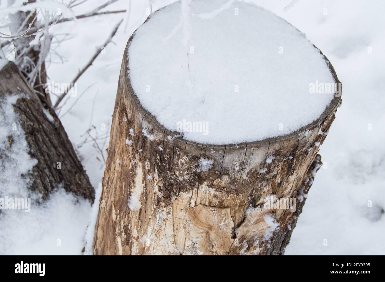 Vecchio ceppo coperto di neve nella foresta d'inverno, Parco in una giornata fredda Foto Stock