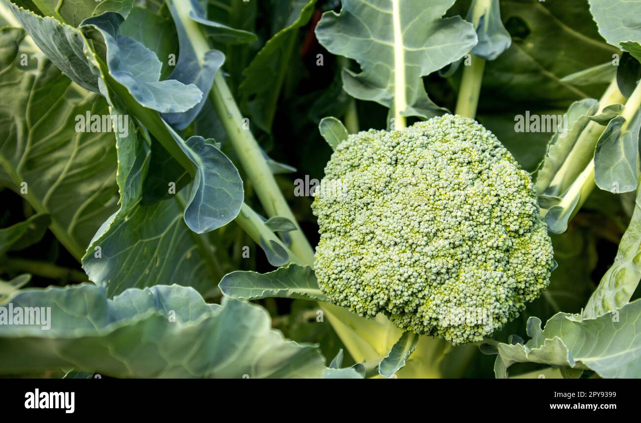 Giovane pianta di broccoli biologica che cresce in giardino. Cavolo fresco con foglie. Primo piano e vista dall'alto Foto Stock