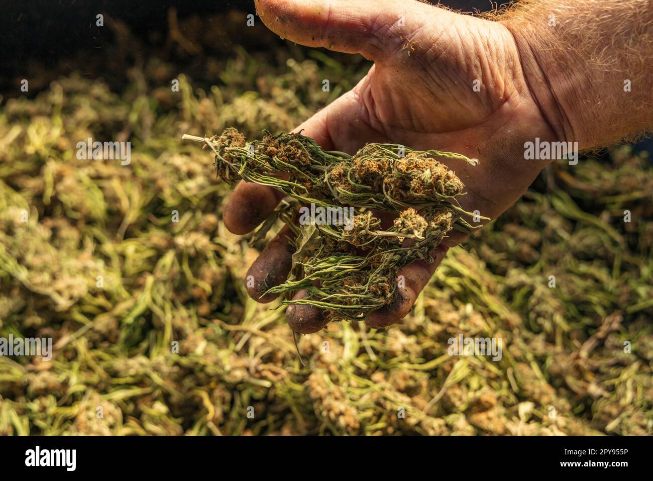 Farmer Worker mostra le gemme di marijuana. Tessuto organico Cannabis Sativa Foto Stock