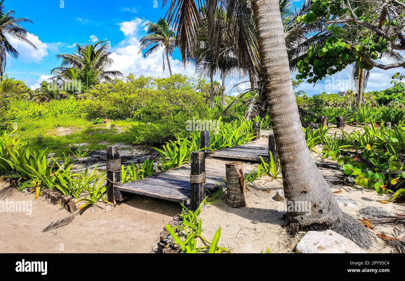 Sentiero tropicale naturale a piedi palme rovine Maya di Tulum Messico. Foto Stock