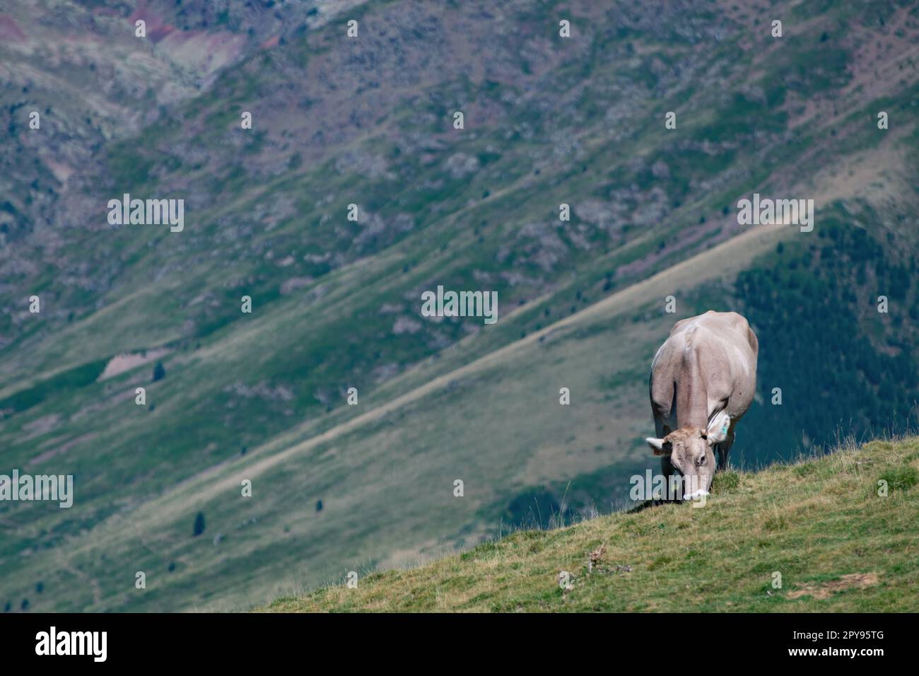 Mucca che pascolano sulle montagne dei Pirenei Foto Stock