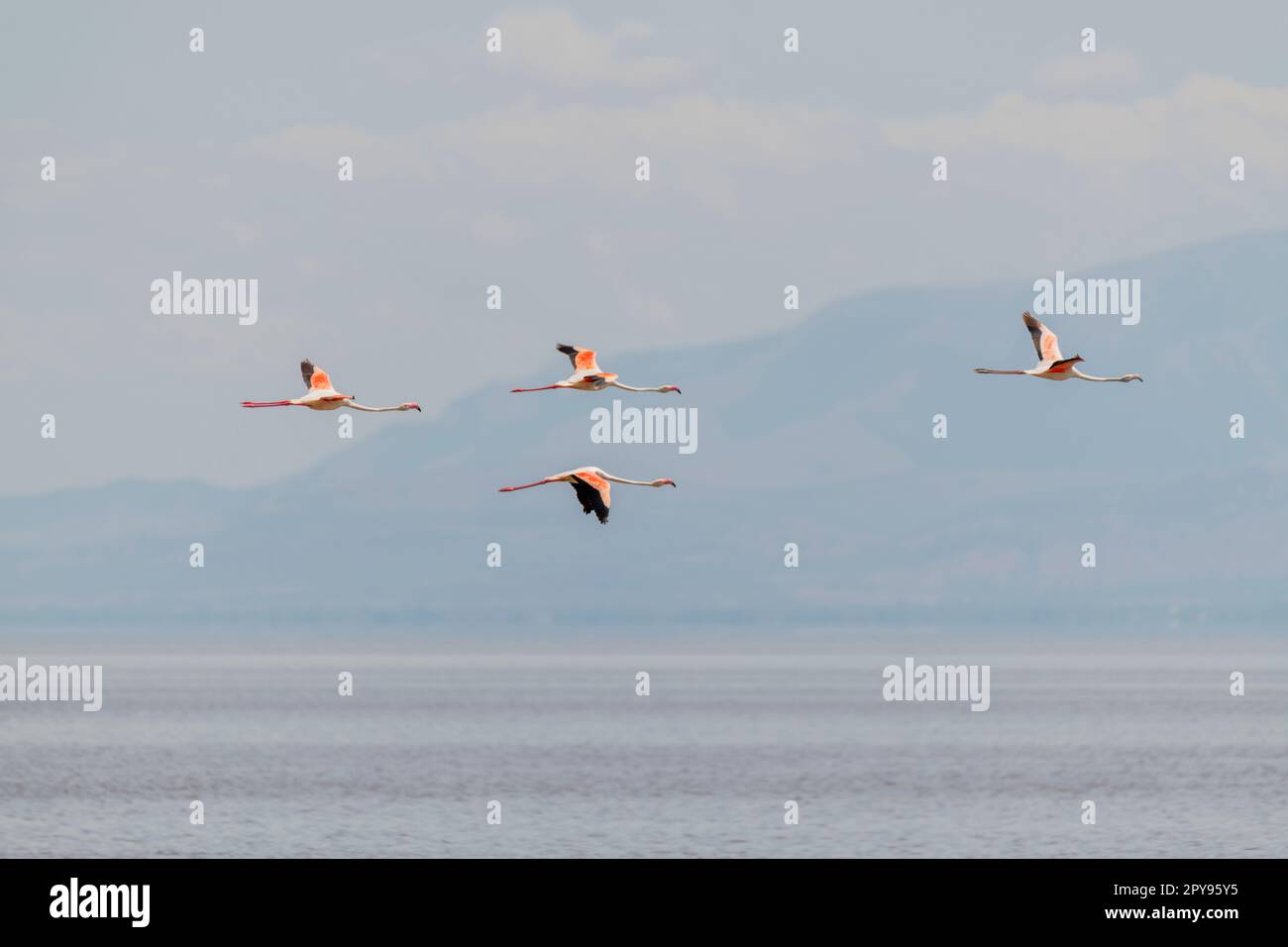 Fenicotteri selvatici nella savana africana Foto Stock