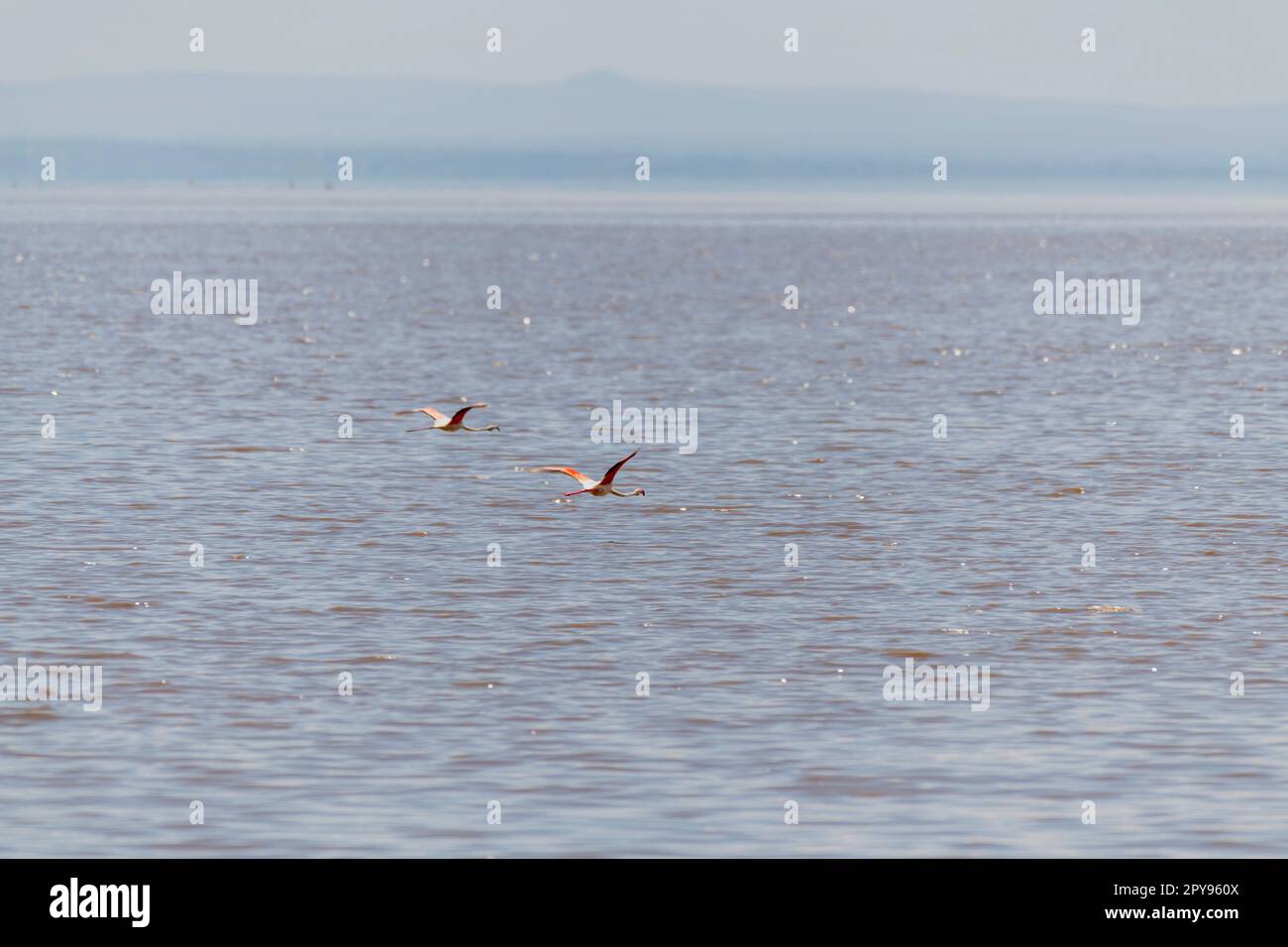 Fenicotteri selvatici nella savana africana Foto Stock