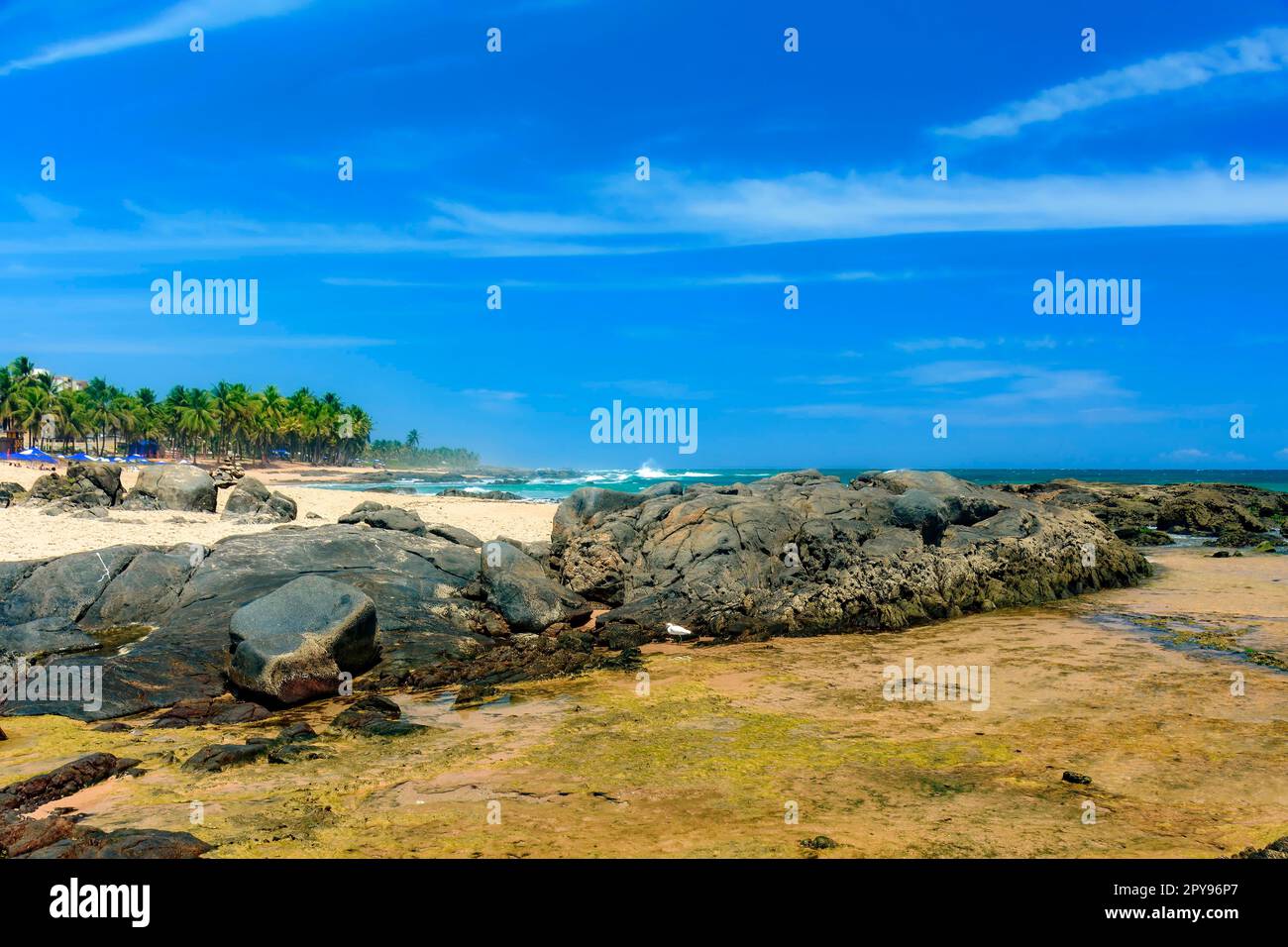 Famosa spiaggia di Itapua a Salvador in Bahia con le sue palme da cocco e rocce sulla sabbia, Brasile Foto Stock