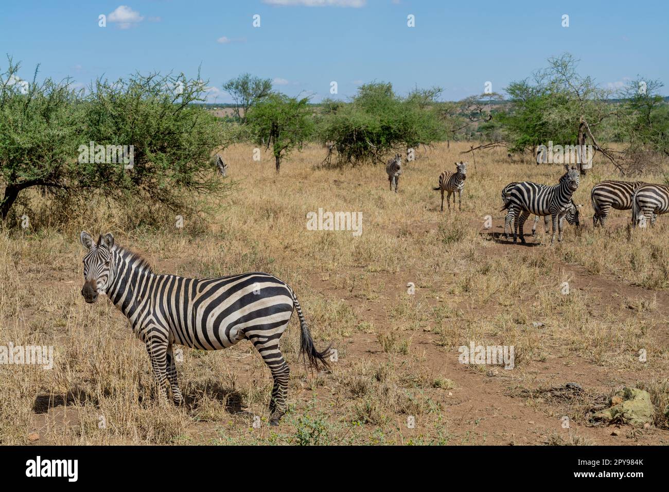 Zebra selvatiche nel parco nazionale del serengeti Foto Stock