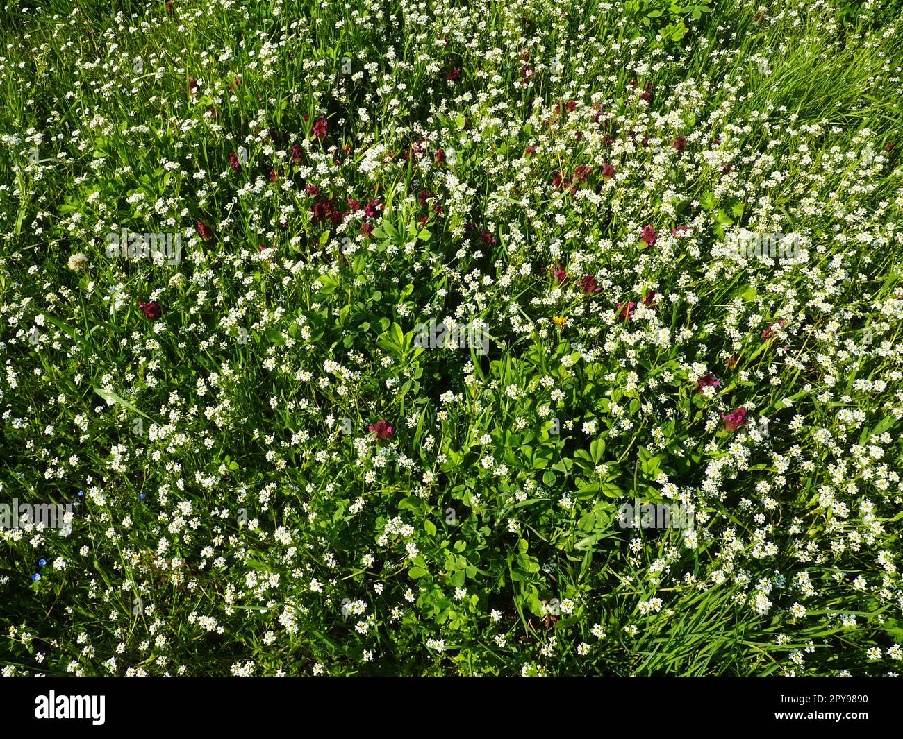 La borsa di Shepherd nel prato. Capsella bursa pastoris. Meadow o Field. Prato nella foresta. Prati in fiore. Prato o pascolo in fiore. Erba verde fresca in primavera. Fiori bianchi Foto Stock