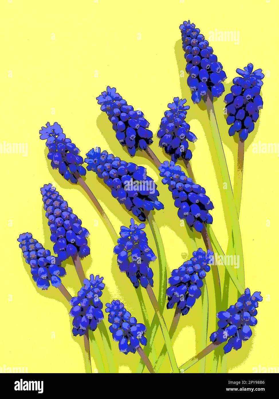 Fiori primaverili blu su sfondo giallo. Muscari armeniacum su sfondo giallo. Bella cartolina, congratulazioni. Spazio di copia STILL Life Flat lay. Giacinto d'uva armeno. Foto Stock