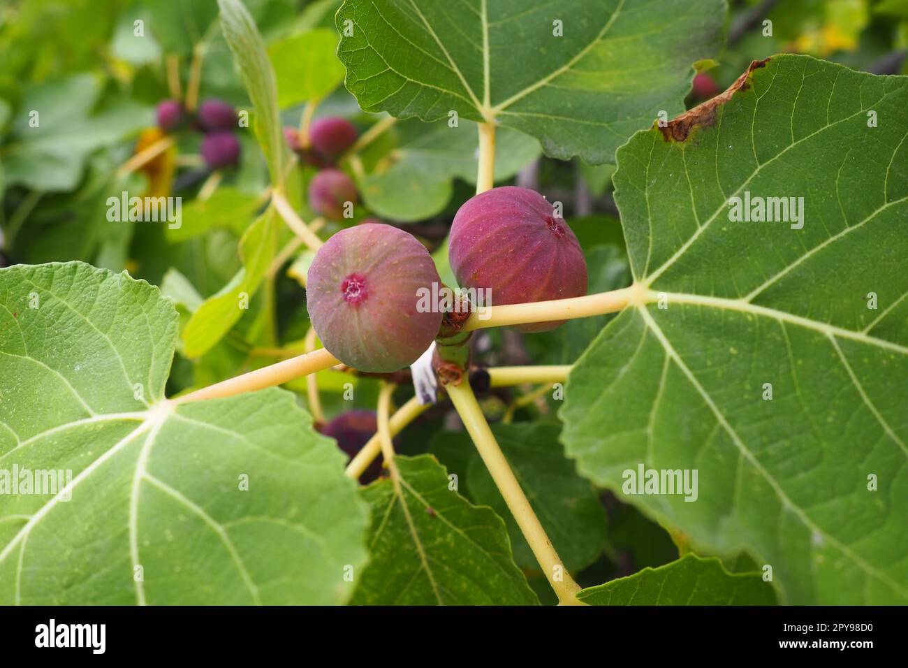 Fico, o albero di fico comune, Ficus carica è una pianta decidua subtropicale del genere Ficus della famiglia dei gelsi. Fichi su una diramazione. Piante da giardino. Fico rosso verde maturo in un giardino o in una fattoria Foto Stock