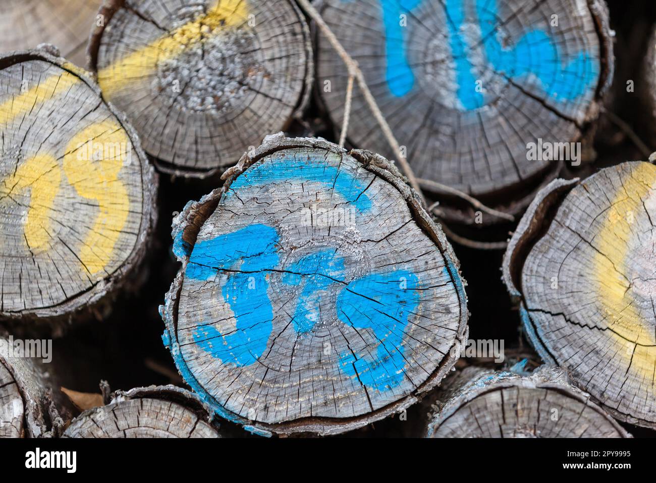 Polter con legno secco Foto Stock