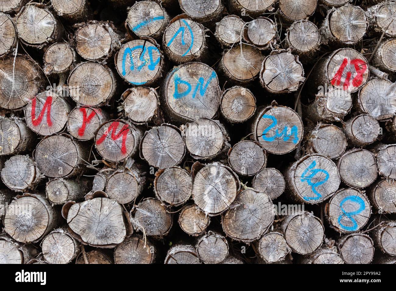 Polter con legno secco Foto Stock