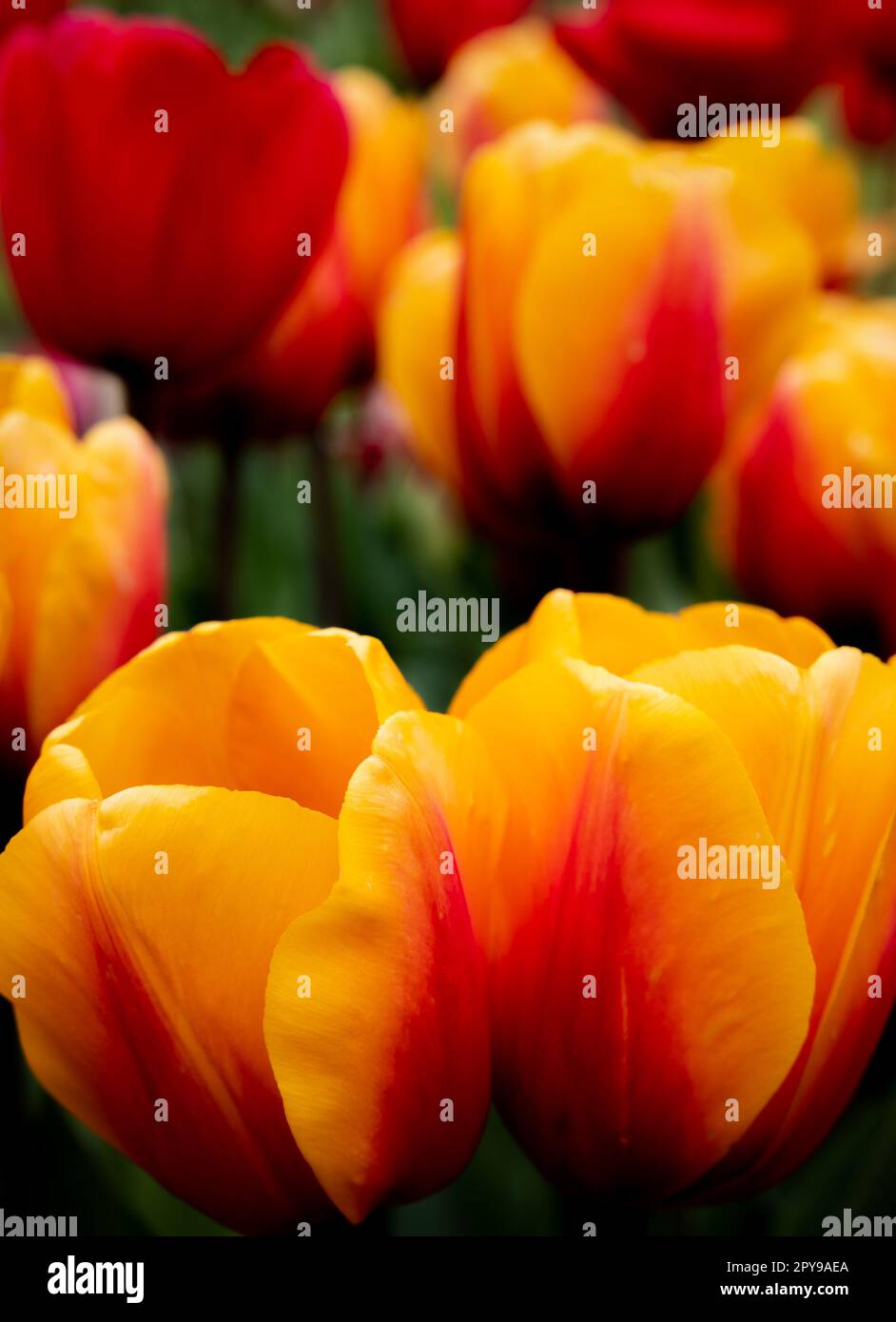 Un mix dinamico di tulipani rossi e gialli nel giardino Foto Stock