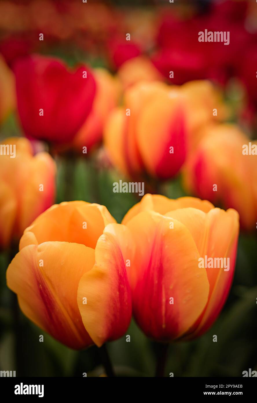 Un mix dinamico di tulipani rossi e gialli in fiore nel giardino Foto Stock