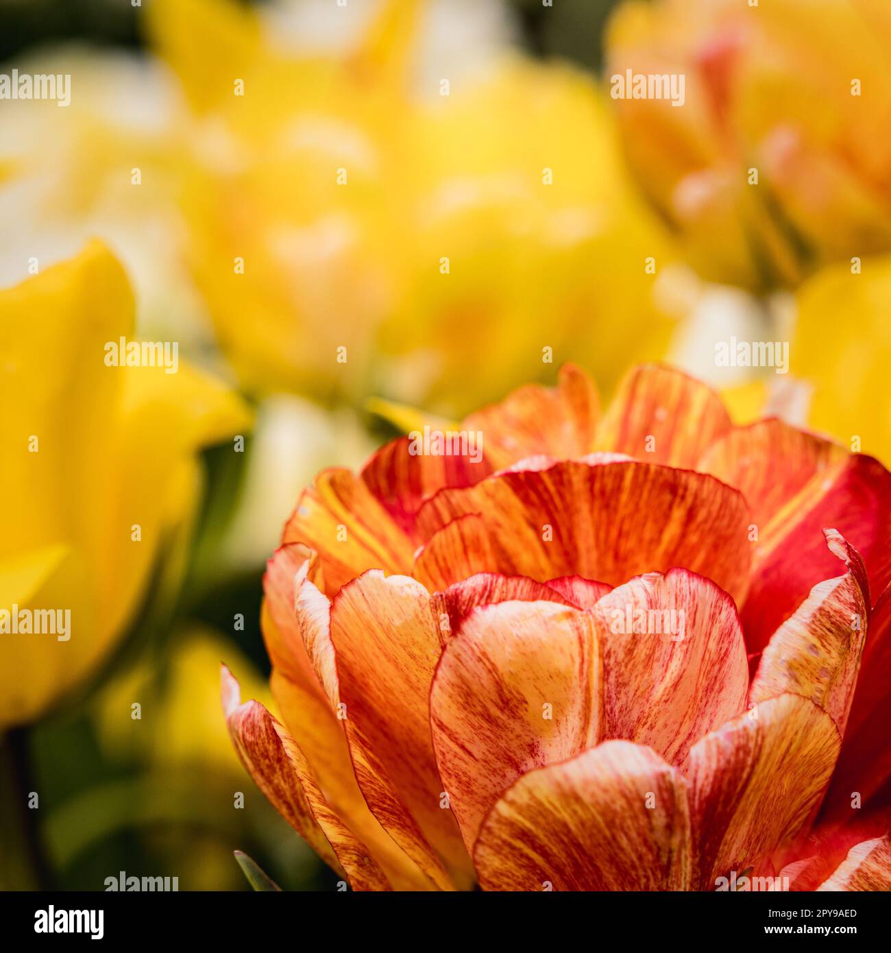 Un mix dinamico di tulipani rossi e gialli nel giardino Foto Stock