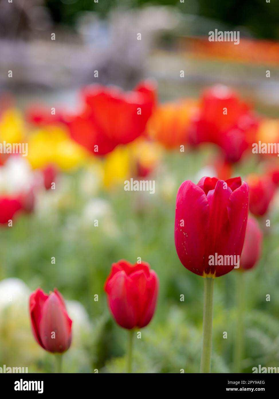 Un mix dinamico di tulipani rossi e gialli nel giardino Foto Stock