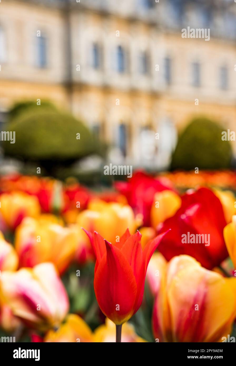 Un mix dinamico di tulipani rossi e gialli in fiore nel giardino Foto Stock