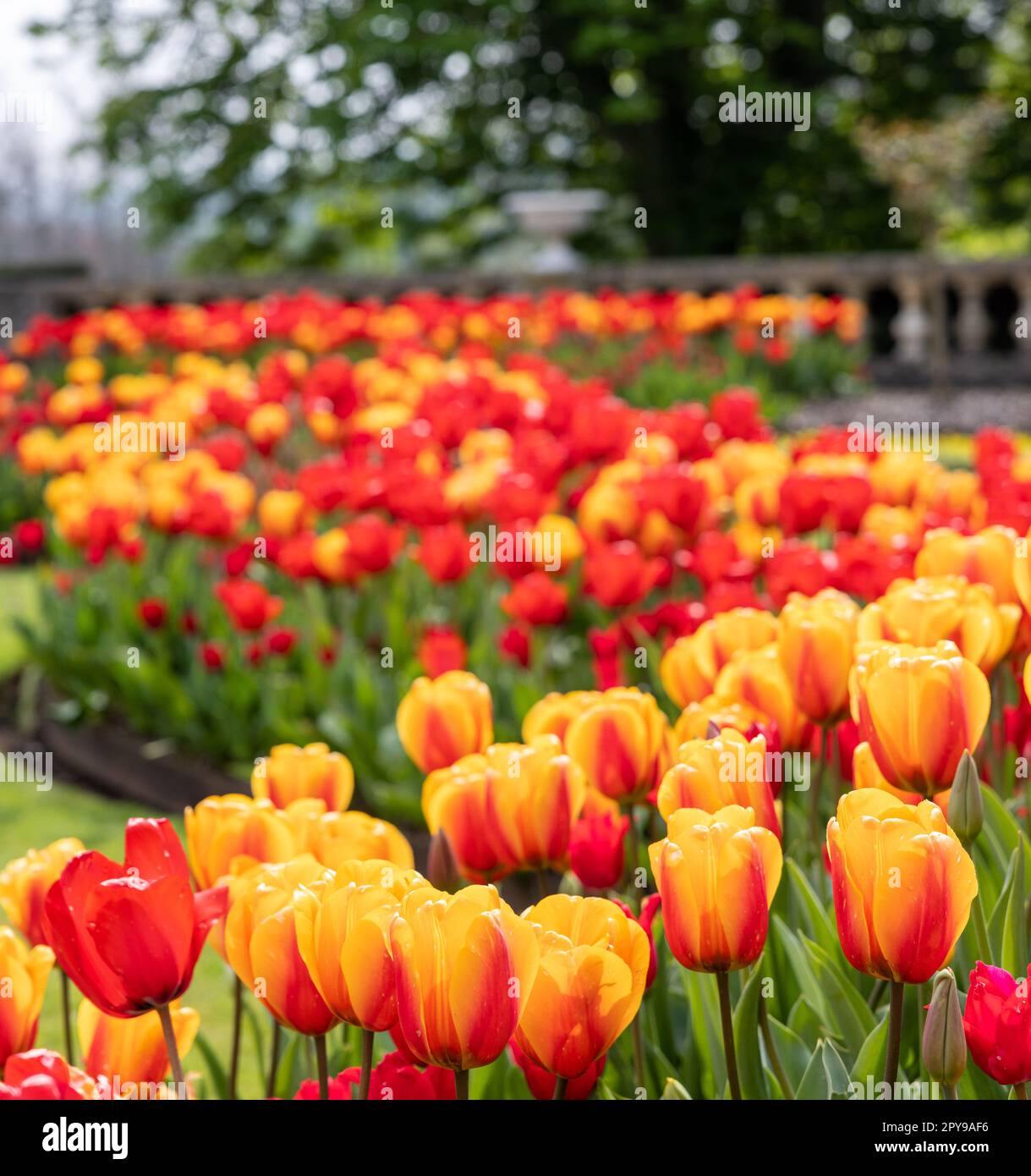 Un mix dinamico di tulipani rossi e gialli nel giardino Foto Stock