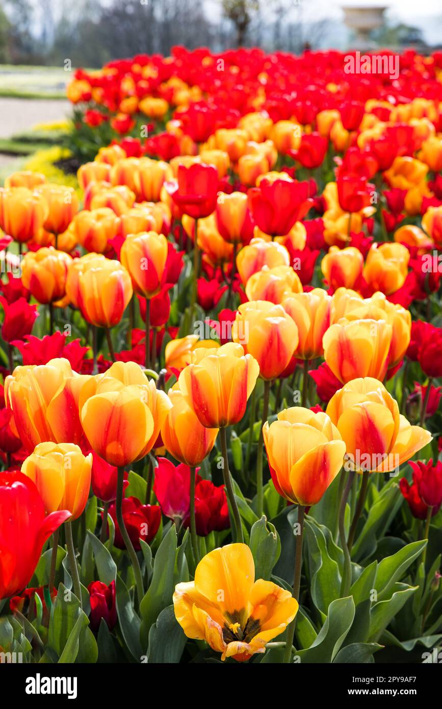 Un mix dinamico di tulipani rossi e gialli fioriti nel giardino accanto ad un sentiero pavimentato Foto Stock