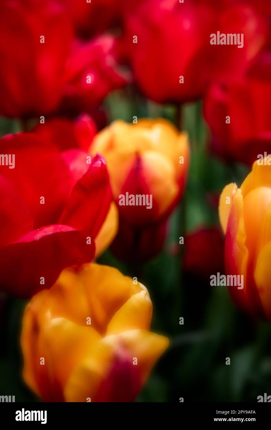 Un mix dinamico di tulipani rossi e gialli in fiore nel giardino Foto Stock