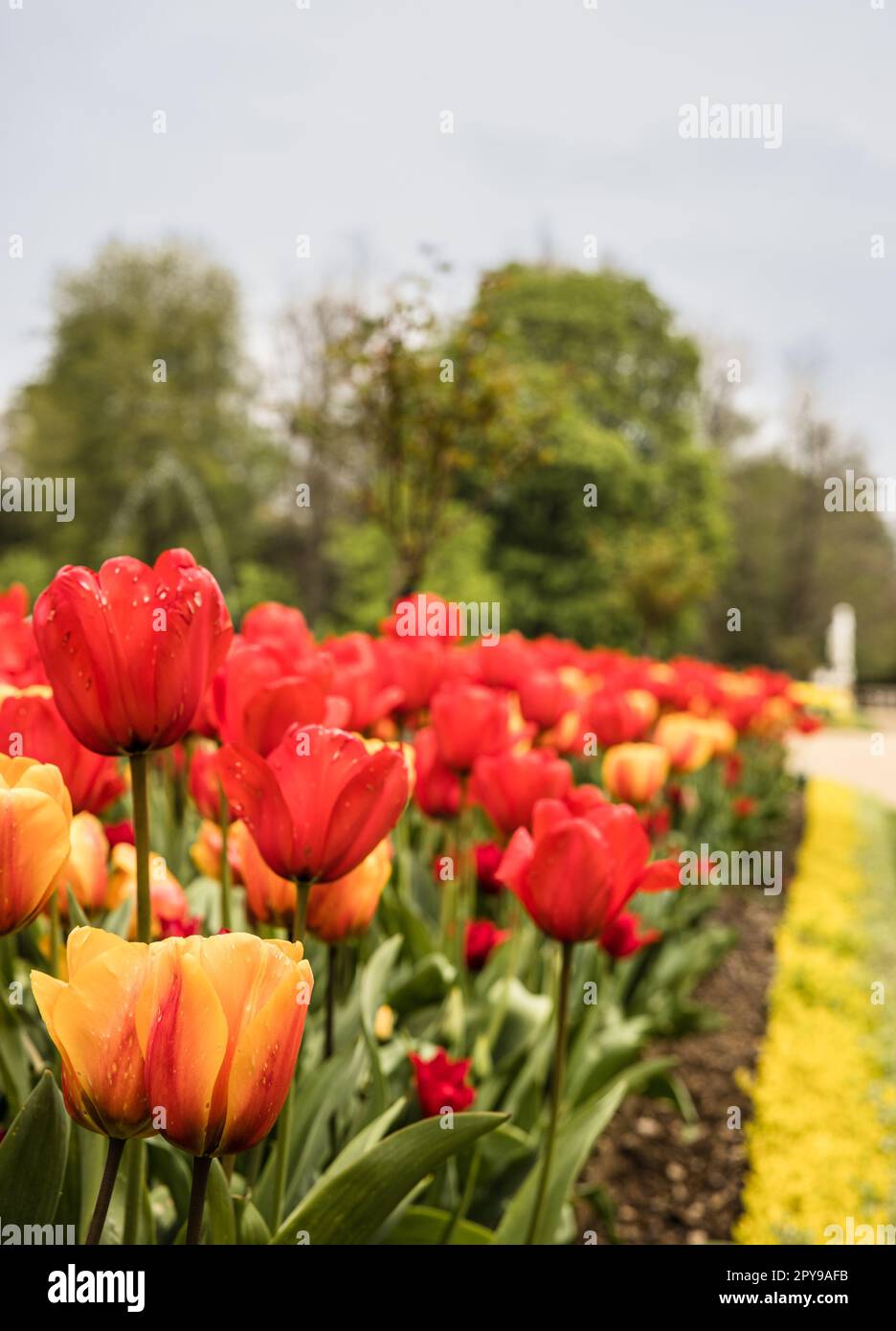 Un mix dinamico di tulipani rossi e gialli fioriti nel giardino accanto ad un sentiero pavimentato Foto Stock