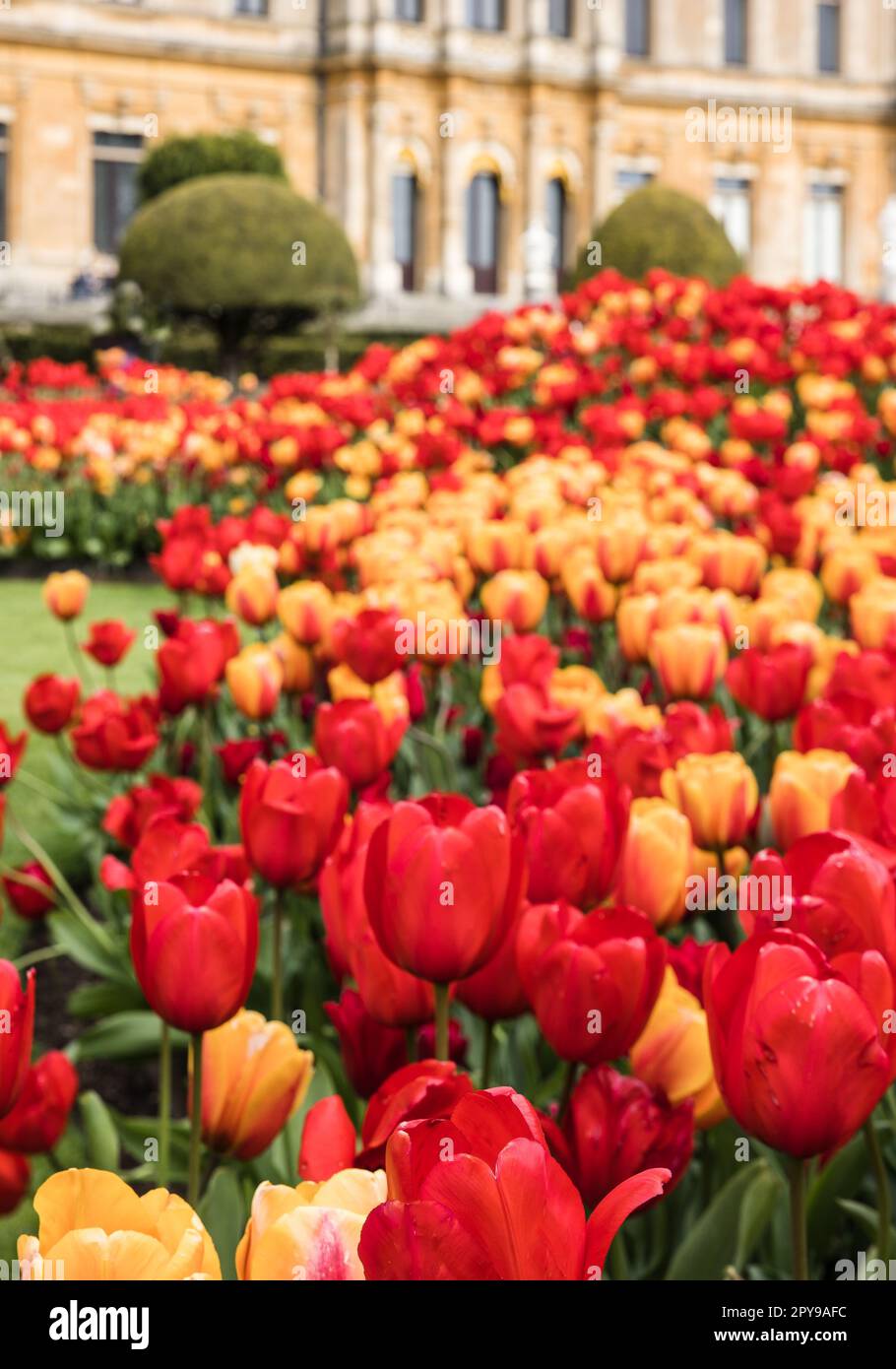 Un mix dinamico di tulipani rossi e gialli in fiore nel giardino Foto Stock