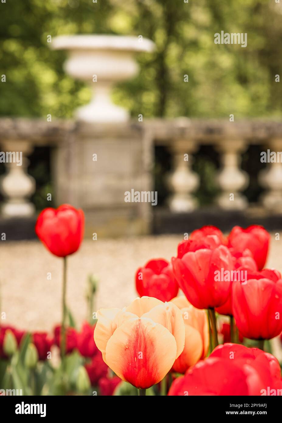 Un mix dinamico di tulipani rossi nel giardino con uno sfondo sfocato Foto Stock