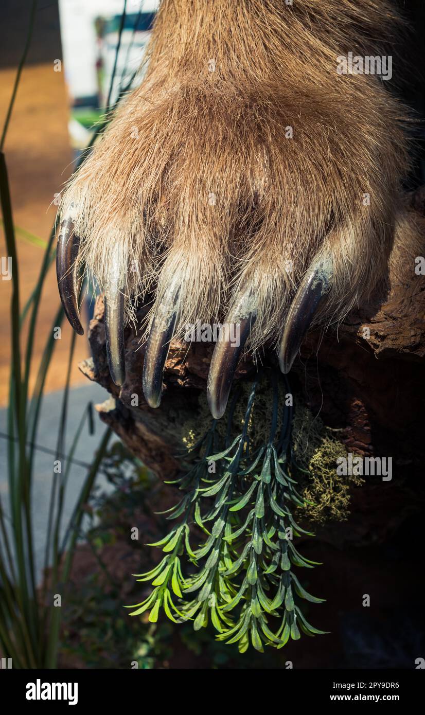 Orso bruno zampa con artigli affilati in vista Foto Stock