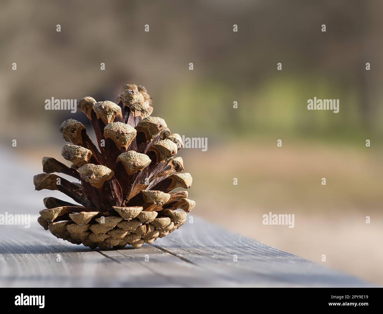 Cono di pino su una panchina nel parco. Decorazioni dalla natura. Foto di dettaglio in autunno. Foto Stock