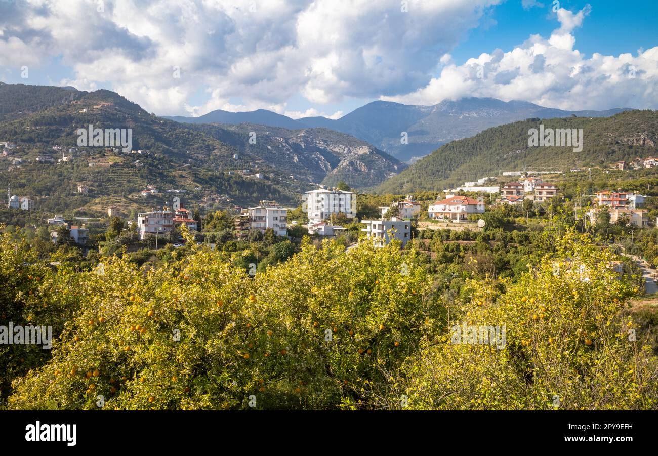 Aranci carichi di frutta crescono ai piedi delle montagne del Toro (Toros) vicino ad Alanya nella provincia di Antalya, Turchia (Turkiye) per mostrare il Foto Stock