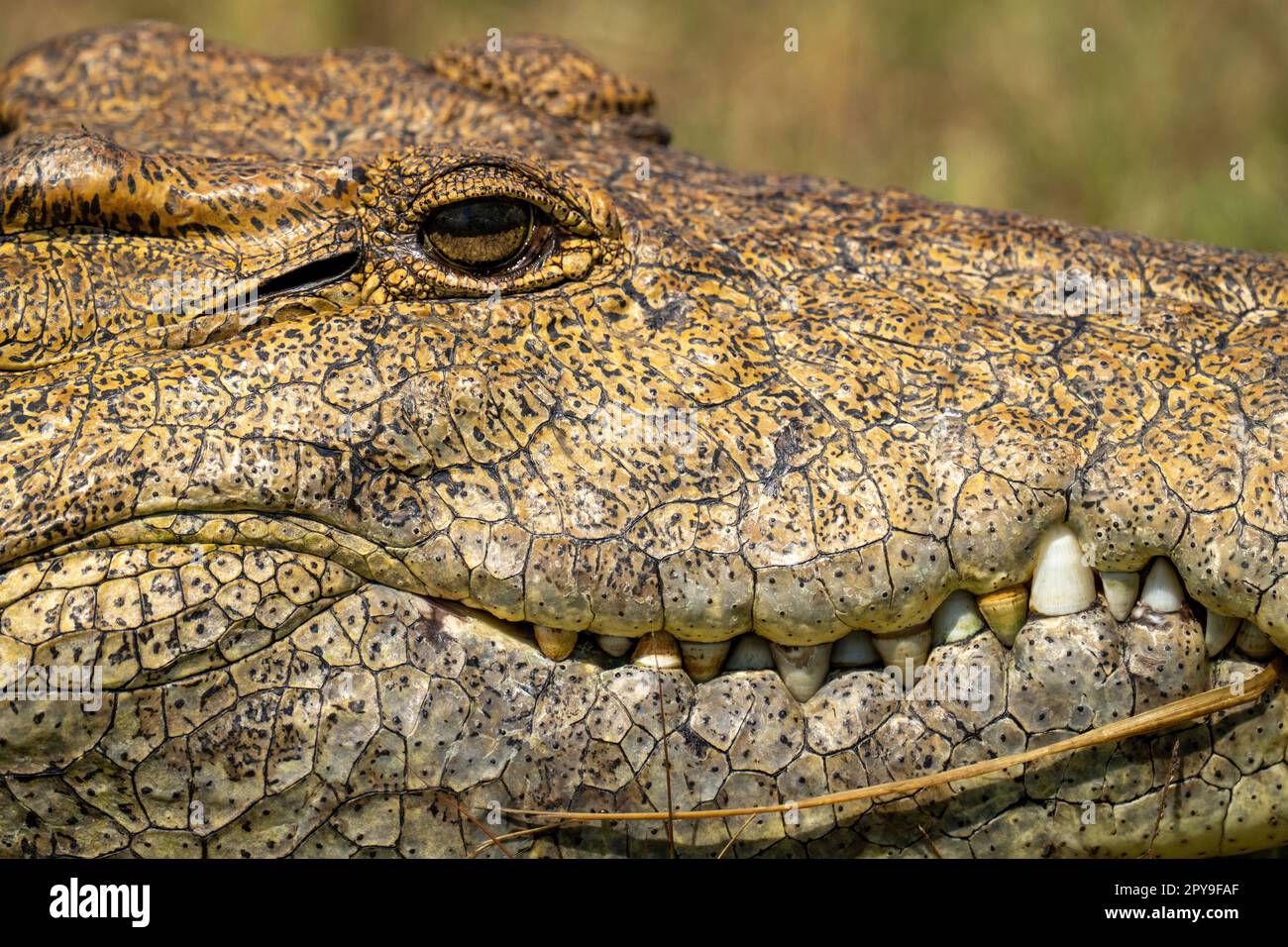 Primo piano della testa di coccodrillo del Nilo sotto il sole Foto Stock